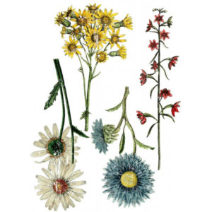 transfert-wild-flower-botanical-iron-orchid-designs